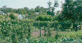 زراعة النباتات الملائمة مع بعضها