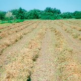 برسيم مقصوص