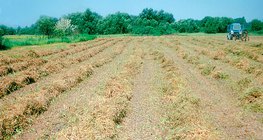 برسيم مقصوص