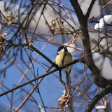 القرقف الكبير