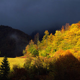 غابة خريفية