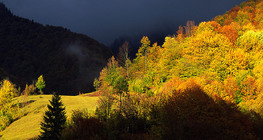 غابة خريفية