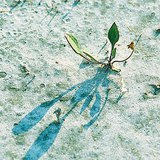 الإزهار في التربة المالحة