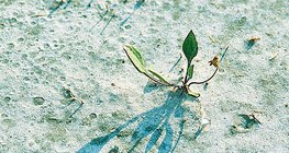 الإزهار في التربة المالحة