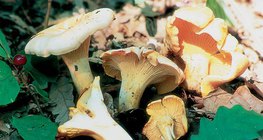 فطر الشانتريل