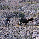 الزراعة في منطقة البحر الأبيض المتوسط