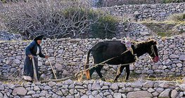 الزراعة في منطقة البحر الأبيض المتوسط