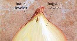 Hagyma metszete