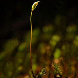 كيس بوغي لنبات حزازي