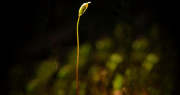 كيس بوغي لنبات حزازي