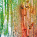 مقطع طولي في نسيج وعائي نباتي (جذع القرع)