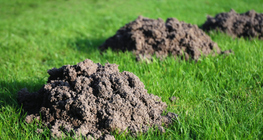 الأكوام الترابية للخلد