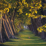 صف من أشجار الدلب