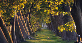 صف من أشجار الدلب