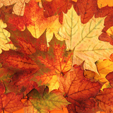 أوراق الخريف