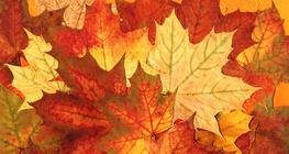 أوراق الخريف