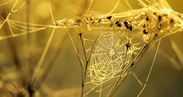 شباك العنكبوت في صباح ندي