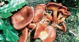 فطر الكويز المعروف