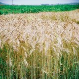 آذان من القمح