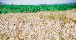 آذان من القمح