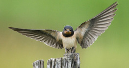 سنونو المخازن