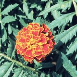 مخملية منفتحة