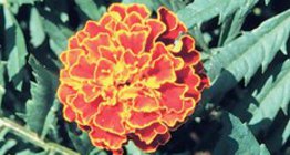 مخملية منفتحة