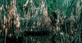 مستنقع المنغروف