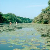 احدى فروع نهر تيسا النائية