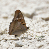 ‫فراشة الإمبراطور الأرجواني