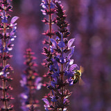 نحلة على الميرمية