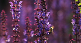 نحلة على الميرمية