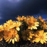 الأدونيس الترانسلفاني