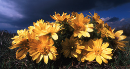 الأدونيس الترانسلفاني