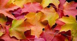 أوراق الخريف