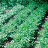 نمو الجزر في الحديقة