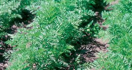 نمو الجزر في الحديقة