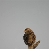 دوري شائع (أنثى)