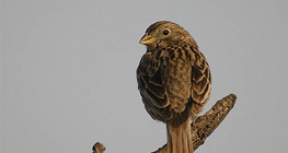 دوري شائع (أنثى)