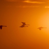 طيور محلقة في ضوء الشمس