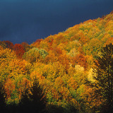 غابة خريفية