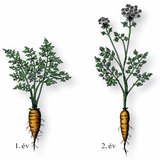 Sárgarépa az első és a második évben