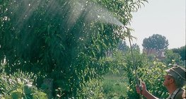 رش عصير نبات القراص