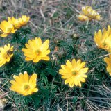 الأدونيس الترانسلفاني