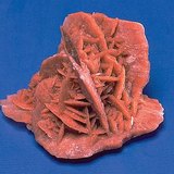 وردة الصحراء