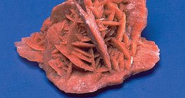 وردة الصحراء