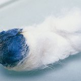 يعطي اليود مع النشاء لون أزرق