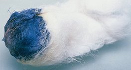 يعطي اليود مع النشاء لون أزرق