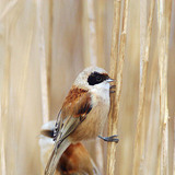 قرقف البندول