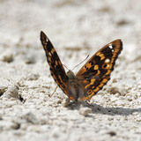 ‫فراشة الإمبراطور الأرجواني